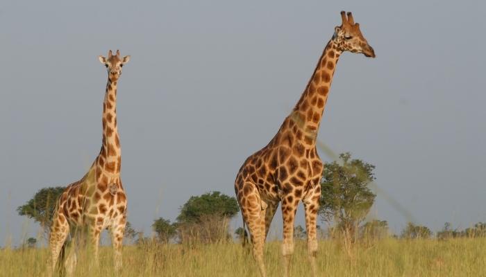 safari ouganda