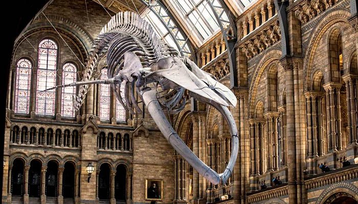 Natural History Museum
