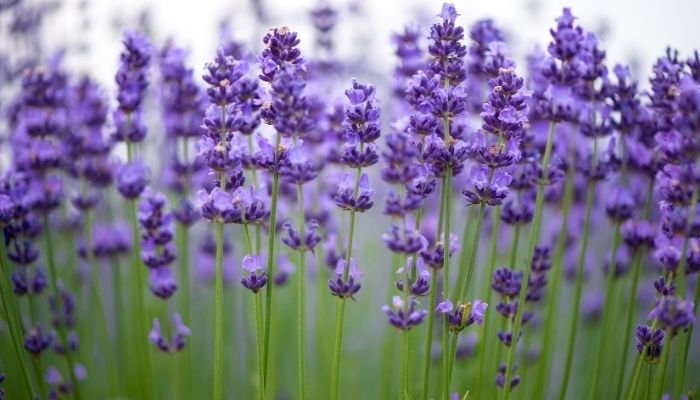 Lavande 1