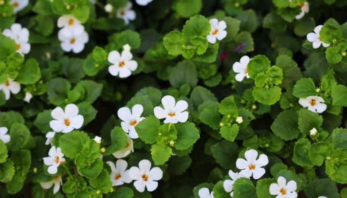 Bacopa