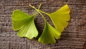 Gingko Biloba